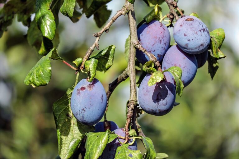 The Art of Chocolate Making in Italy: Tradition and Innovation